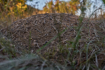 In the fall, ants prepare for winter in a large anthill in the forest.