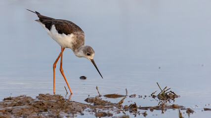 Black-winged stilt bird walk on paddy filed.