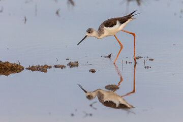 Black-winged stilt bird walk on paddy filed.