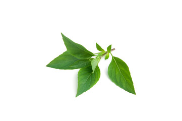 Closeup green fresh sweet basil leaves (Ocimum basilicum) isolated on white background.