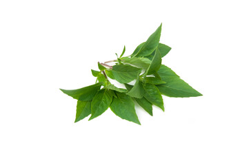 Closeup green fresh sweet basil leaves (Ocimum basilicum) isolated on white background.