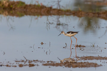 Black-winged stilt bird walk on paddy filed.