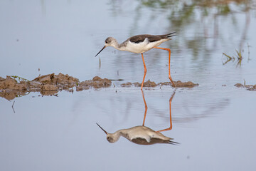 Obraz premium Black-winged stilt bird walk on paddy filed.