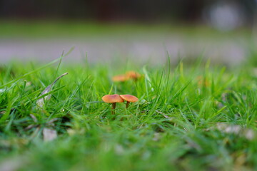 Wild mushrooms in between grass