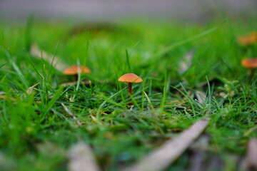 Orange color mushroom on green grass