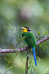 Long-Tailed Broadbill bird on tree branch at Nature deep forest jungle