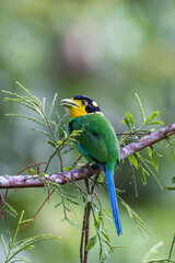 Long-Tailed Broadbill bird on tree branch at Nature deep forest jungle