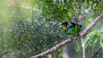 Long-Tailed Broadbill bird on tree branch at Nature deep forest jungle