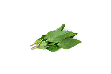 Closeup green fresh sweet basil leaves (Ocimum basilicum) isolated on white background.