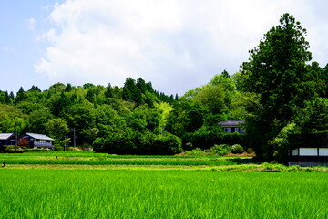 青々とした水田の広がる田舎の村