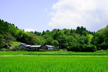 青々とした水田の広がる田舎の村