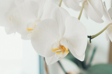 a large bouquet of flowers. white orchids close-up