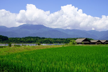 夏の水田と山々