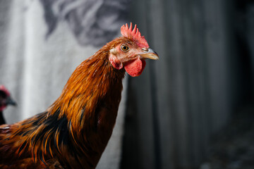 Close-up of a colorful  hens head