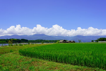 Fototapeta premium 夏の水田と山々