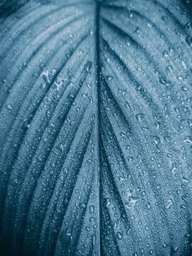beautiful rainwater drop on leaf during rainfall and leaf texture 