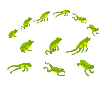 Set of green frogs jumping in sequence. Cartoon vector illustration. Leaping toads on white background. Animated funny water animals. Nature, movement, amphibia, reptile, fauna concept for design
