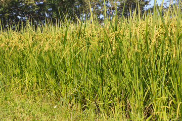 Rice that has begun to grow in the rice fields in summer