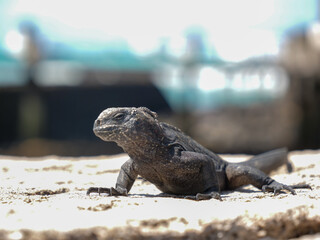 iguana on the rocks