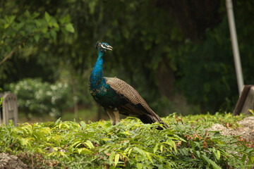 Fototapeta premium peacock