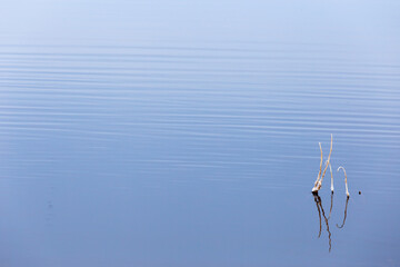 Abstract blue water sea for background with dry grass in hoarfrost