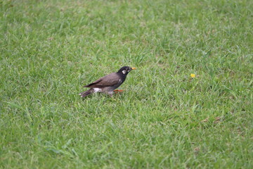 芝の上を歩くムクドリ２