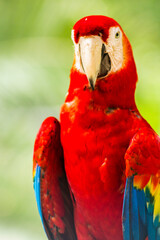 Guacamaya roja
