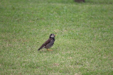 芝の上を歩くムクドリ３