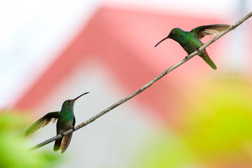couple of hummingbirds