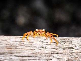 spider on the ground