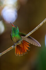 hummingbird spreading its wings