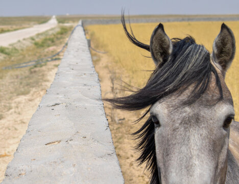 La mirada de un caballo en libertad