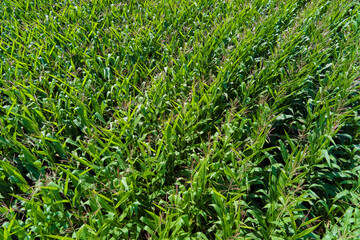 Aerial view of a cornfield. Agricultural field