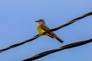 yellow breasted bird on a wire