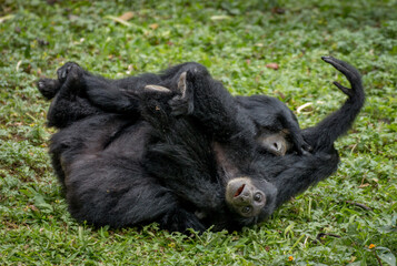 Portrait of Siamang Monkey with its child , native to the forests of Malaysia, Thailand and Indonesia	
