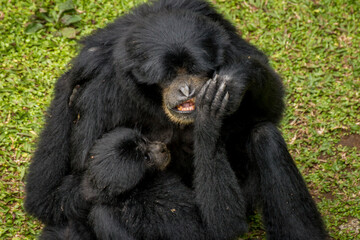 Portrait of Siamang Monkey with its child , native to the forests of Malaysia, Thailand and Indonesia	
