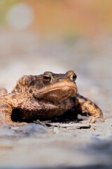 close up of a common european toad