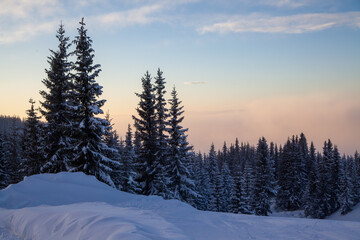 Fototapeta na wymiar Frozen snow-covered fir forest at Kvitfjell Ski Resort at sunset