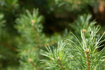 Coniferous tree branches, natural spruce background with copy space, selective focus