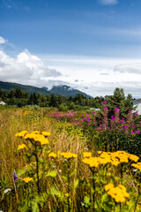 wild flowers in Nisga'a Lands