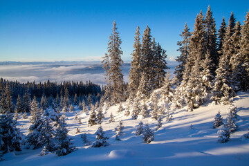 Frozen snow-covered forest, high spruces and bushes at Kvitfjell Ski Resort