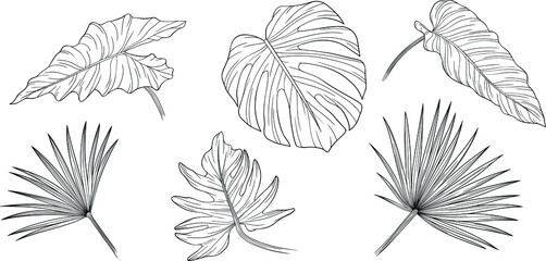 Tropical leaves isolated on white. Hand drawn vector illustration