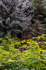green vegetation and wild cherries
