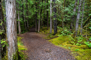 path in the woods