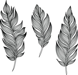 Vector feather collection. Hand drawn isolated on white background set. Vintage art illustration