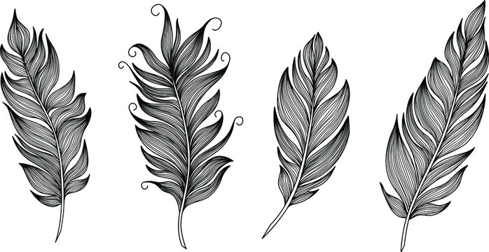 Vector feather collection. Hand drawn isolated on white background vector set. Vintage art illustration