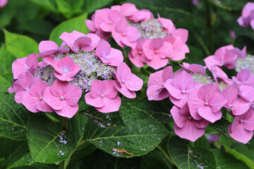 Pink hydrangea in sunny August