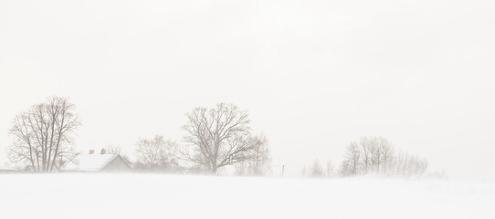Landscape with trees in winter, during snowfall.