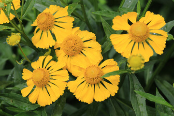 Blooming helenium in sunny July