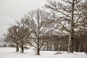 Landscape with trees in winter, during snowfall.